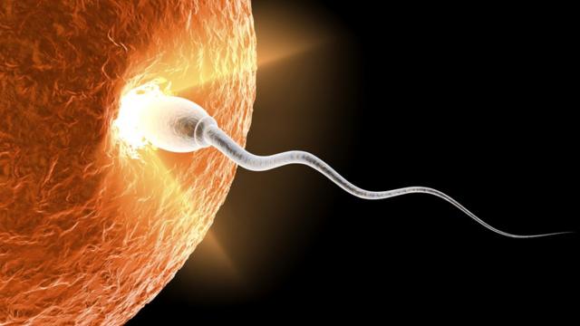 Сколько живут сперматозоиды во влагалище, воздухе и других условиях