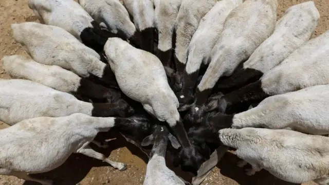 أفضل الصور من أفريقيا في أسبوع