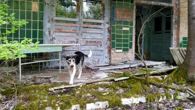 "علاقة عجيبة" بين الكلاب وحراس منطقة تشرنوبل الملوثة بالإشعاعات