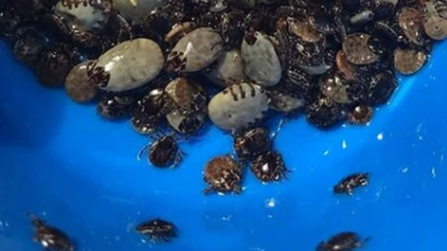 உண்ணிகள்