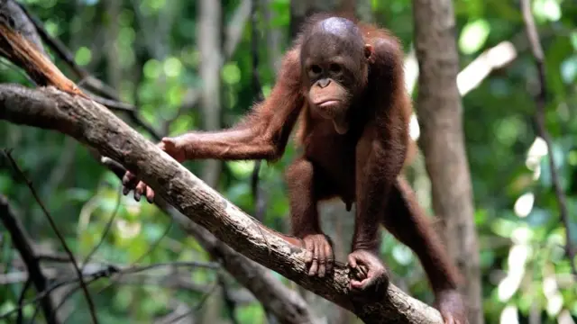 पाम ऑयल इंडस्ट्री की वजह से ओरैंगटन की प्रजाति खतरे में पड़ गई है.