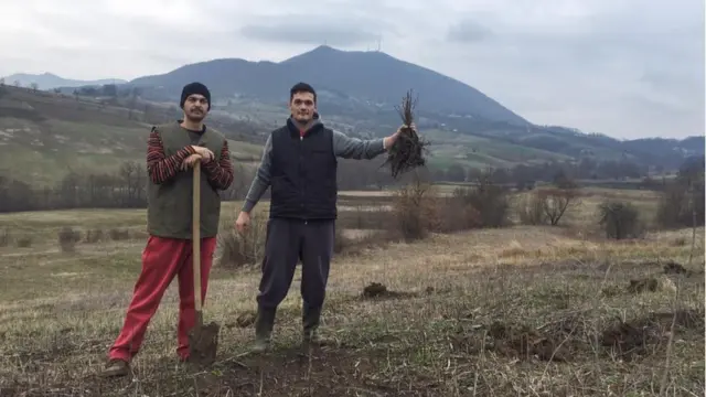 Crveni hrast sadnica šumadija