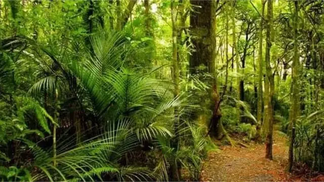 Igbo idakẹrọrọ