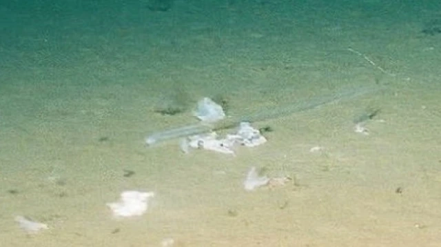 ถุงพลาสติกที่ก้นร่องลึกมาเรียนา ซึ่งยานสำรวจใต้น้ำบันทึกภาพไว้ได้ตั้งแต่เมื่อ 20 ปีก่อน