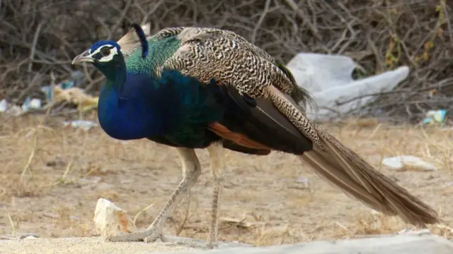 థార్ ఎడారి