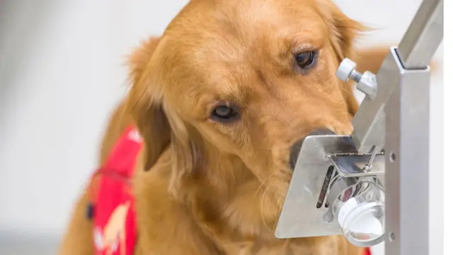 Cão farejador da raça labrador cheira objeto em teste para reconhecer coronavírus