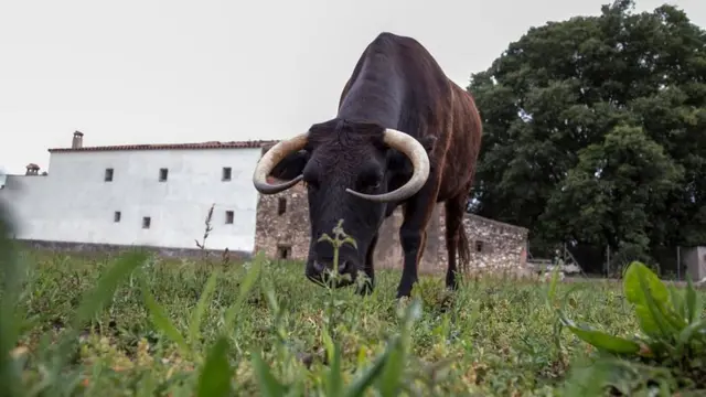 Корова Маргарита