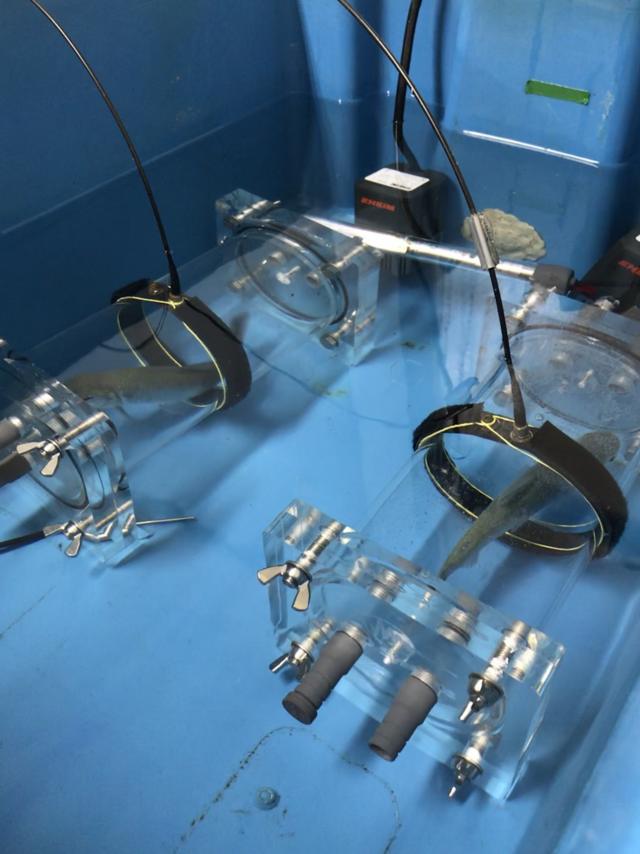 Tanque com peixes1xbet 3uma das salas