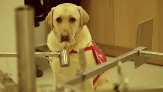 สุนัขตรวจจับมะเร็งถูกฝึกโดยให้ดมกลิ่นปัสสาวะของผู้ป่วยมะเร็งต่อมลูกหมาก