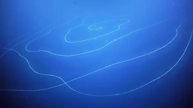 Sifonóforo