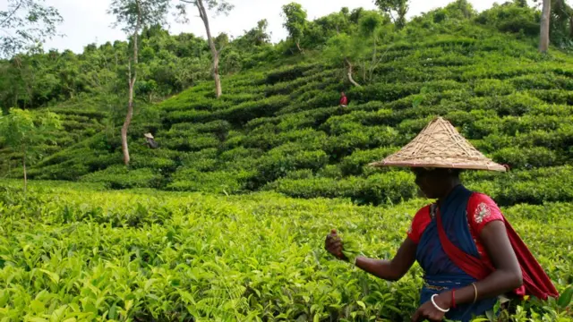 সিলেটের চা বাগান দেখতে যান অনেক পর্যটক।