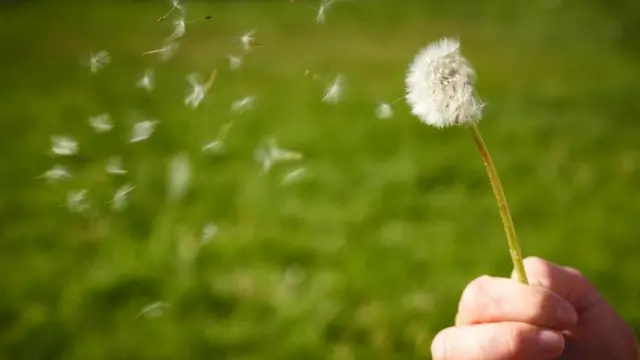 خمس أساطير وحقائق عن "حمى القش"