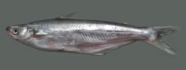 শিলন মাছ