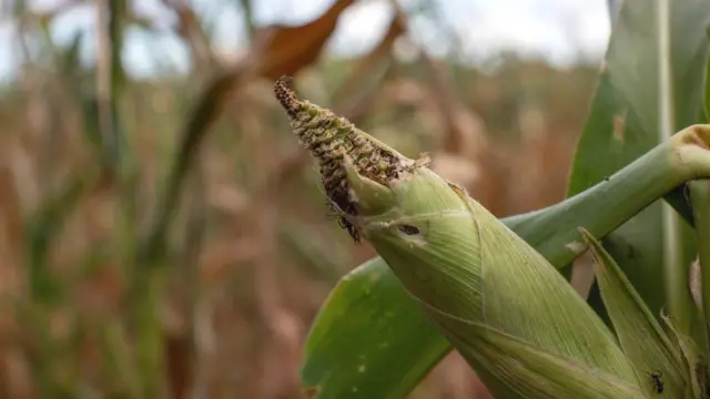 mauvaises récoltes en Afrique du Sud