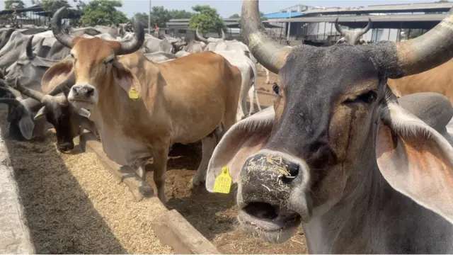 ગૌસેવા આયોગની નોંધ પ્રમાણે, રવેચીની શ્રી રવૈચી દેવસ્‍થાન ગૌશાળા રાજ્યની સૌથી મોટી ગૌશાળા છે અને આ ગૌશાળામાં 5,200 કરતા વધુ ગૌવંશ છે