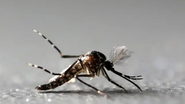 Aedes aegypti