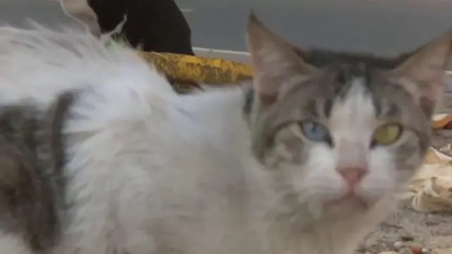 Gato
