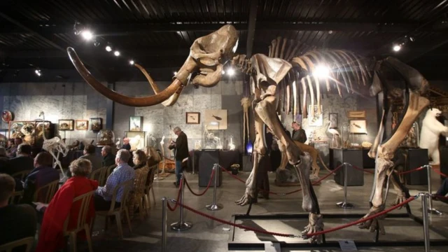 โครงกระดูกแมมมอธขนยาวเพศผู้ สูงสามเมตรครึ่ง ยาวห้าเมตรครึ่ง และอาจหนักถึงหกตันขณะที่ยังมีชีวิตอยู่