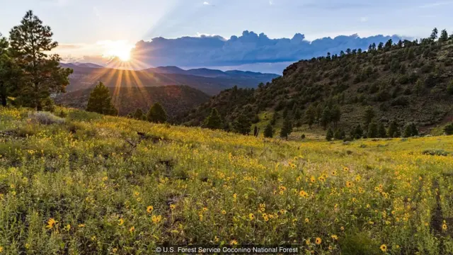 अमरीका, एरिज़ोना