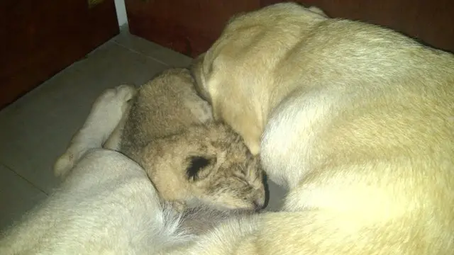 Dog breastfeed an abandoned lion cub in Sri Lanka