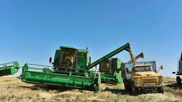 taxıl biçini, kombayn çatışmır, məhsuldarlıq aşağı düşür