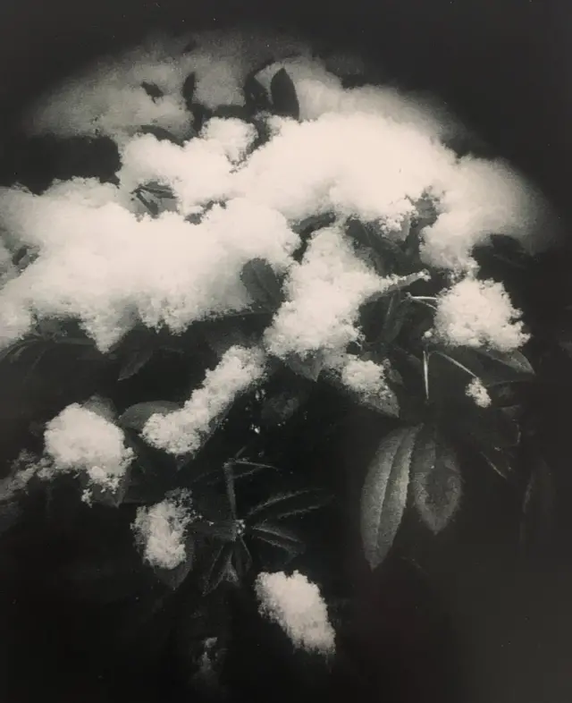 Nieve en una planta.