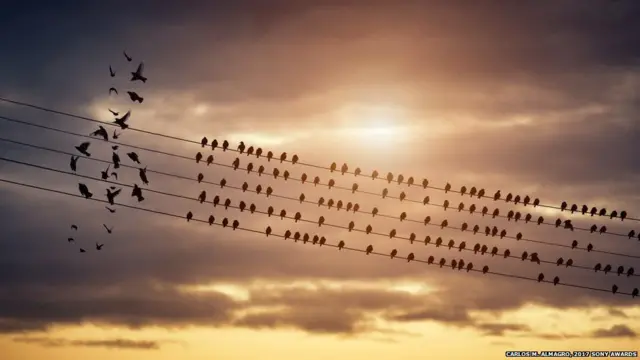 પક્ષીઓના જૂથનો ફોટો