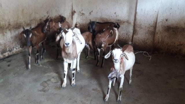 Os animaisrealsbet é seguroKunwar