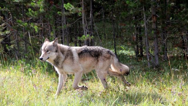 Сейчас в Йеллоустоунском национальном парке живет очень много волков