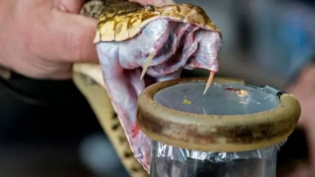 সাপের বিষ সংগ্রহ