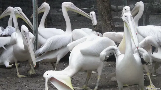 આ તમામ પેલિકનનો જન્મ 'કૅપ્ટિવ બ્રીડિંગ'થી થાય છે.