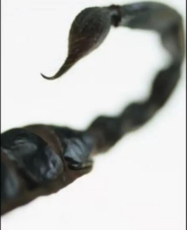 એક વીંછીમાં બે મિલિગ્રામ જેટલું ઝેર હોય છે