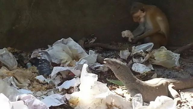 Rubbish at Yala safari park