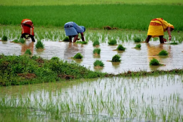 వ్యవసాయ రంగం