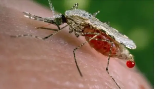 ম্যালেরিয়া