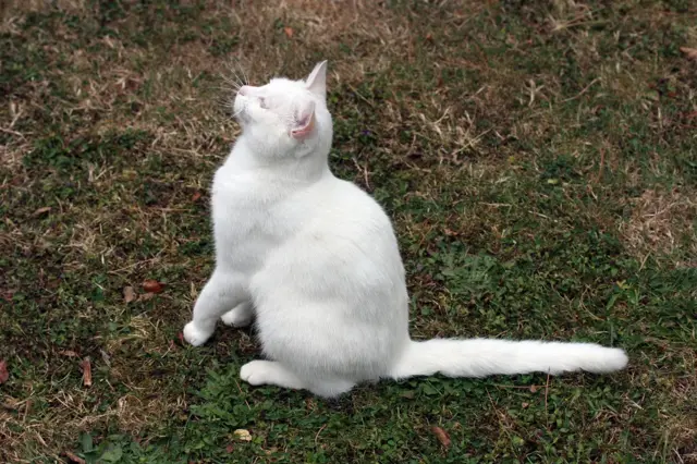 बिल्ली (फ़ाइल फ़ोटो)