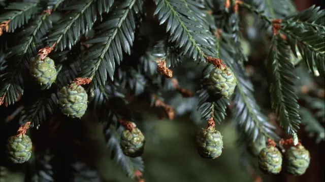 Hojas y conos de una secuoya roja o secuoya de California, Secuoya sempervirens