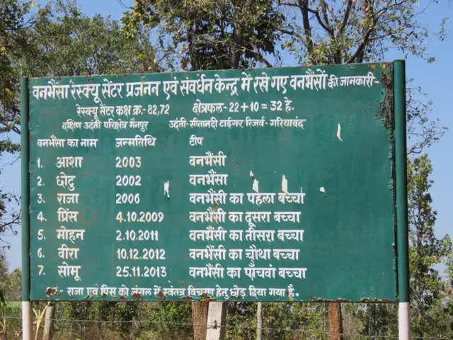 जंगली भैंसा, छत्तीसगढ़