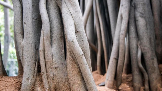 थिम्मम्मा मारिमनु