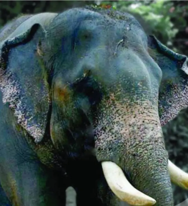 කෝට්ටේ රාජා