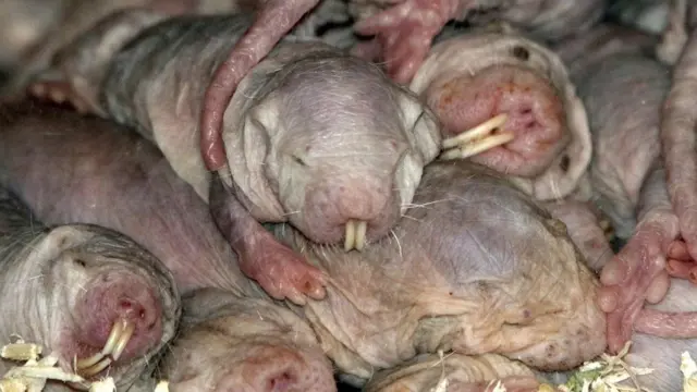 Golo slepo kuče živi u velikim podzemnim kolonijama koje broje i do 300 članova