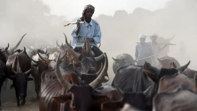 Aworan awọn maalu kan