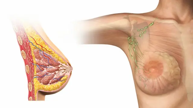 Ilustración de las glándulas mamarias y conductos