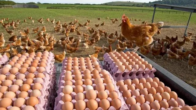 Разведением кур занимаются во многих странах