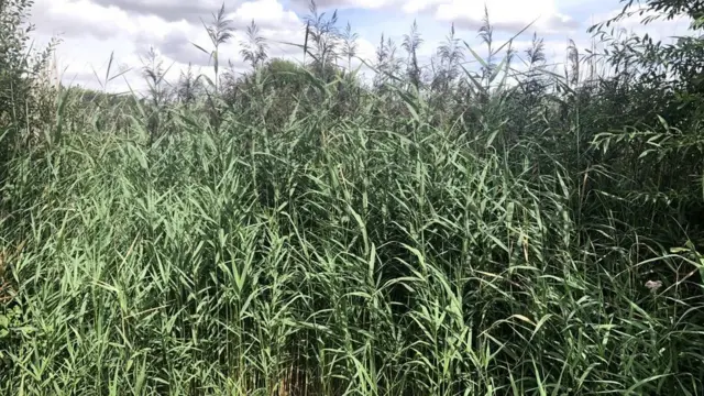 بركة جافة في محمية وينال مورز الطبيعية في وينشستر