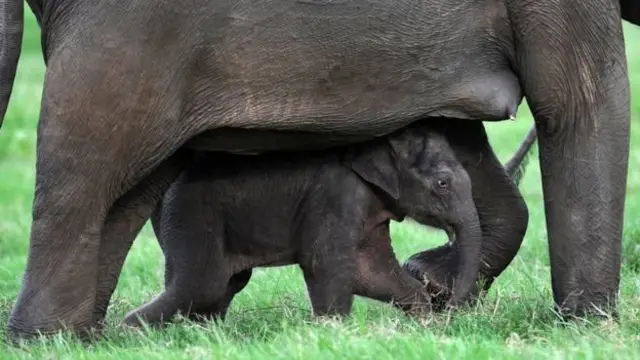 হাতির যমজ বাচ্চা জন্ম দেওয়ার ঘটনা খুব বিরল