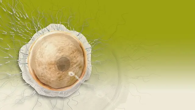 Male birth control pills