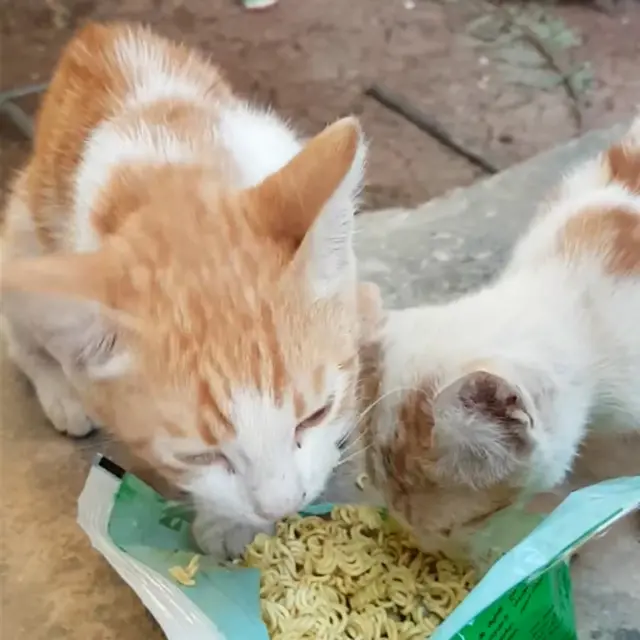 Gatos comendo macarrão