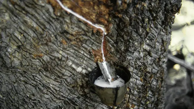 Planta de caucha "llorando".