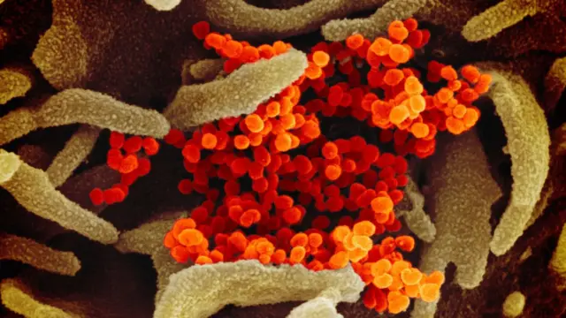 Коронавірус